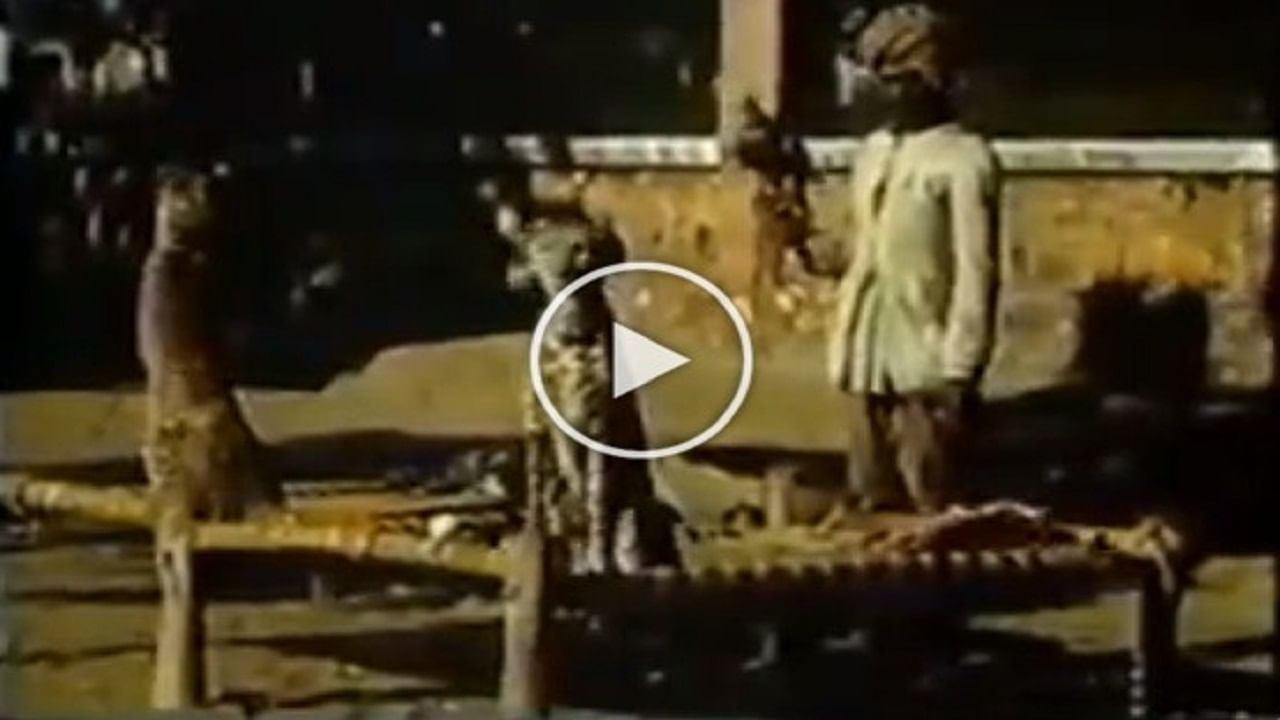 83 વર્ષ પહેલા ભારતમાં કંઈક આ રીતે પાળવામાં આવતા હતા ચિત્તા! Viral Video જોઈ રહી જશો દંગ