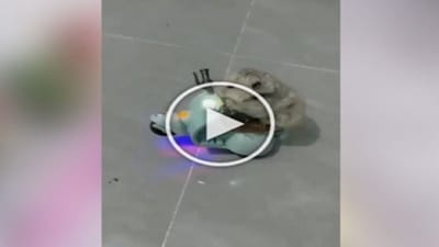 'બાઈક' પર ગજબ સ્ટંટ કરતો જોવા મળ્યો ઉંદર, Funny Viral Video જોઈ દંગ રહી જશો