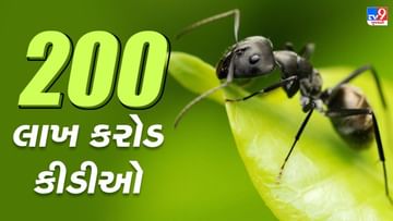हमारी धरती पर 200 लाख करोड़ चींटियां हैं, ऐसे होती है चींटियों की गणना