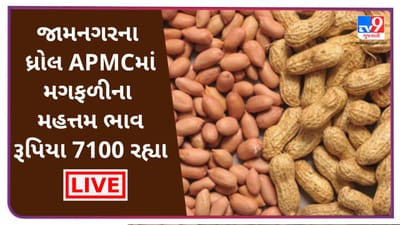 Mandi : જામનગરના ધ્રોલ APMCમાં મગફળીના મહત્તમ ભાવ રૂપિયા 7100 રહ્યા, જાણો જુદા-જુદા પાકના ભાવ Mandi : જામનગરના ધ્રોલ APMCમાં મગફળીના મહત્તમ ભાવ રૂપિયા 7100 રહ્યા, જાણો જુદા-જુદા પાકના ભાવ