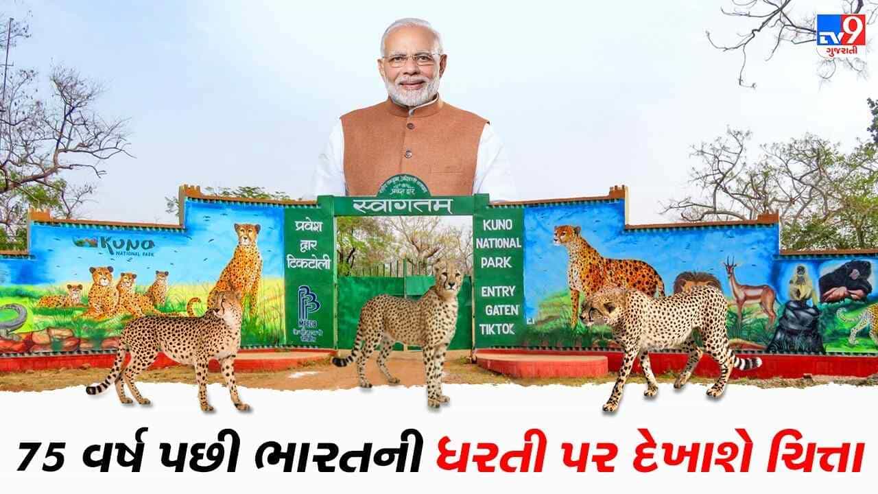 75 વર્ષ પછી ભારતની ધરતી પર સંભળાશે ચિત્તાની ત્રાડ, PM Modiના જન્મદિવસે થશે આ ઐતિહાસિક કામ