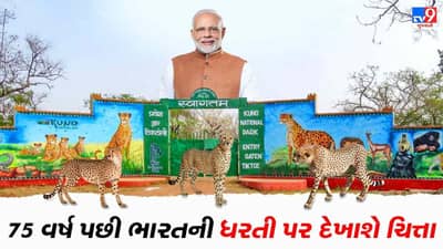 75 વર્ષ પછી ભારતની ધરતી પર સંભળાશે ચિત્તાની ત્રાડ, PM Modiના જન્મદિવસે થશે આ ઐતિહાસિક કામ
