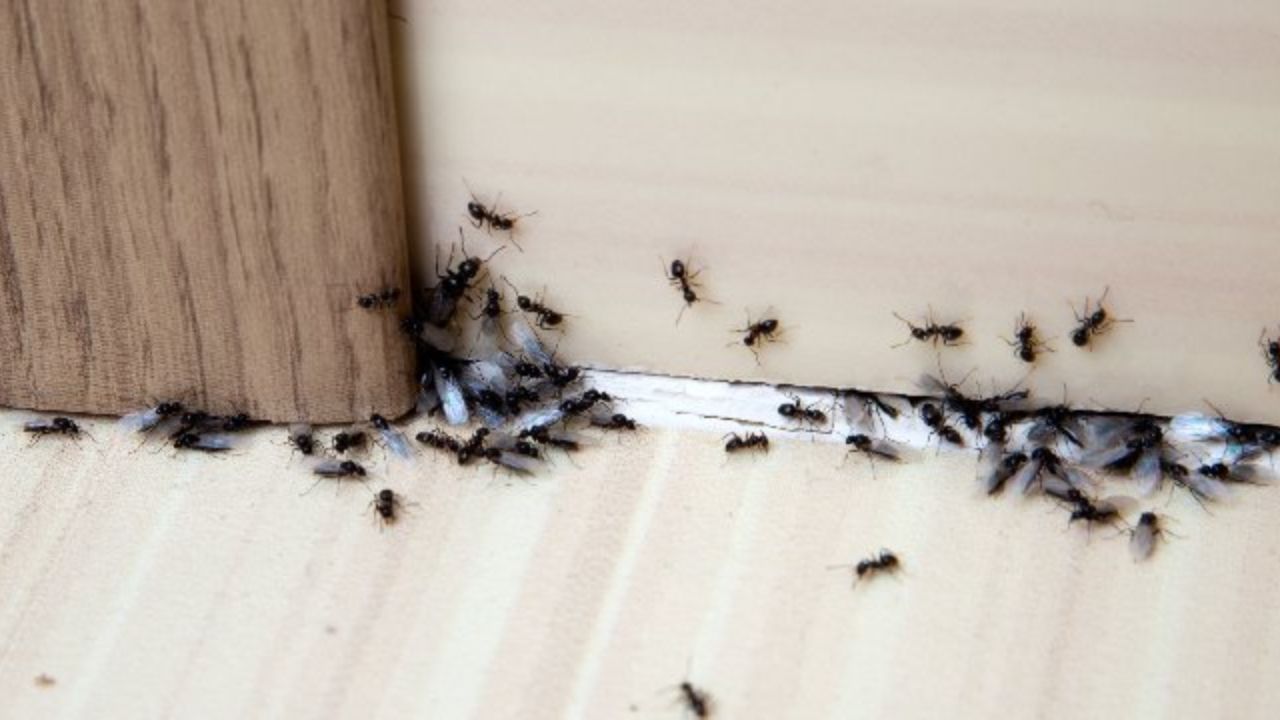 Ants Have Created Panic In The House 