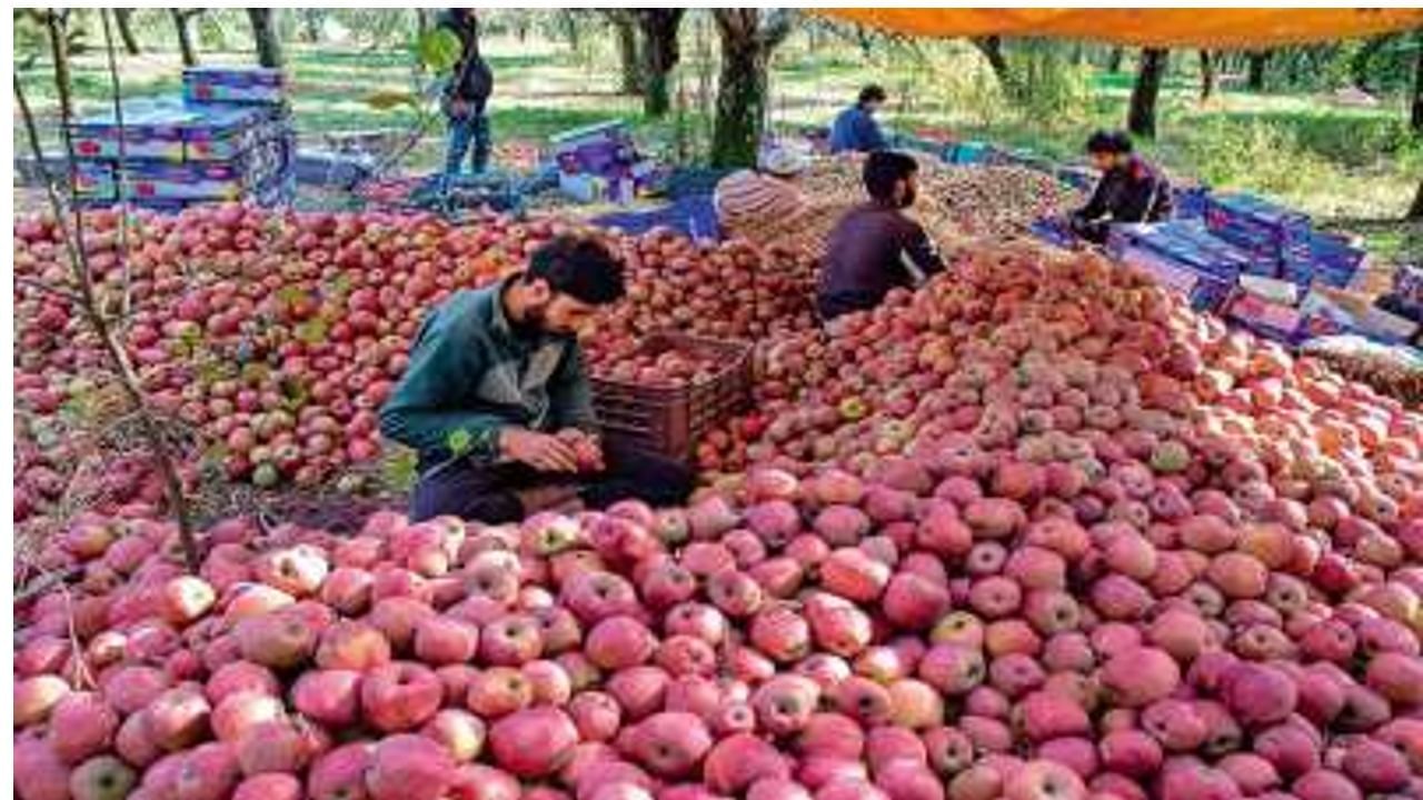 Apple farming: ખેડૂતો માટે સારા સમાચાર, હવે E-NAM દ્વારા સફરજનનો પાક વેચી શકાશે