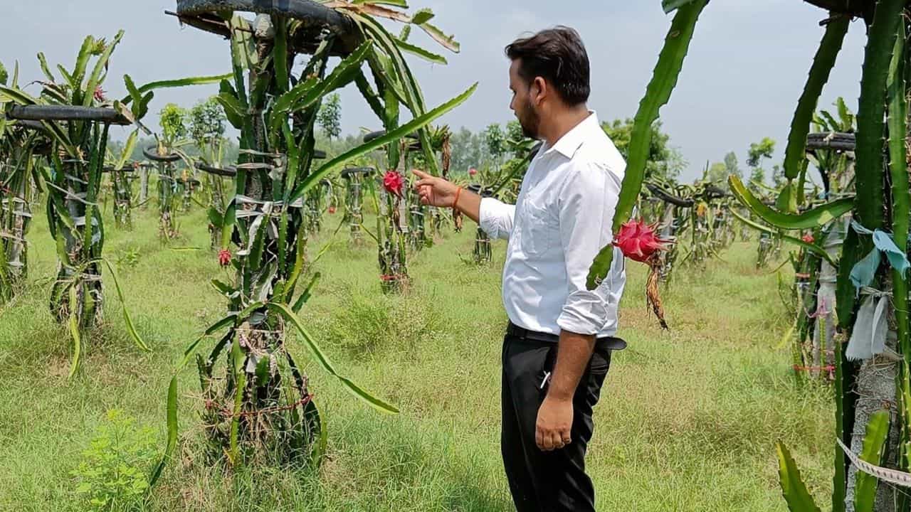 Success Story : એન્જિનિયરની નોકરી છોડીને UPના અતુલે શરૂ કરી ખેતી, ઉજ્જડ જમીનમાંથી કરી લાખોની કમાણી