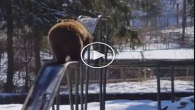 Viral Video: રીંછે મજાથી સ્લાઈડનો આનંદ માણ્યો, Cutenessએ લોકોનું ધ્યાન ખેંચ્યું