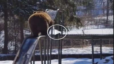 Viral Video: રીંછે મજાથી સ્લાઈડનો આનંદ માણ્યો, Cutenessએ લોકોનું ધ્યાન ખેંચ્યું