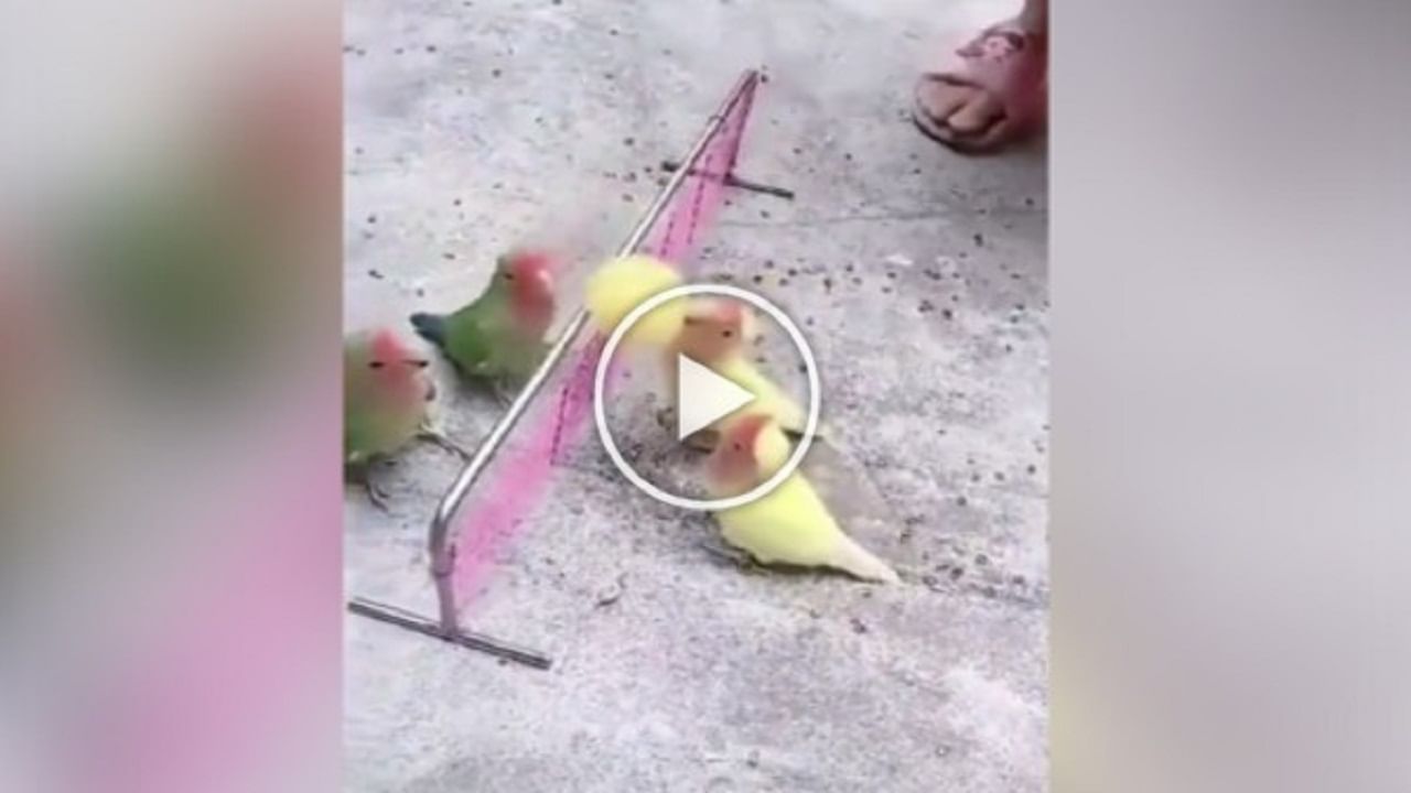 Bird Viral Video : આ લે લે...પક્ષીઓ માણસોની જેમ વોલીબોલ રમતા જોવા મળ્યા, વીડિયો જોઈને લોકો થયા આશ્ચર્યચકિત