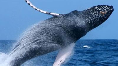 Knowledge: જો વ્હેલ માણસને જીવતા ગળી જાય તો શું થશે, જુઓ વીડિયો