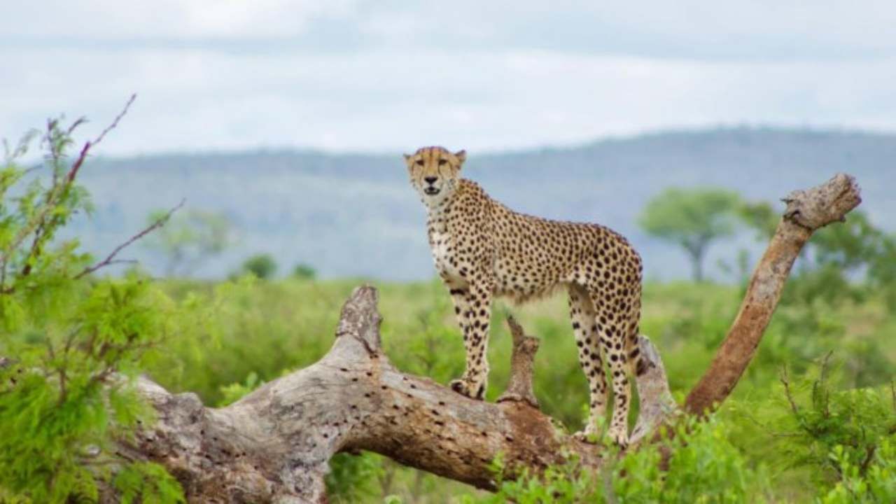 Cheetah Project: જાણો ચિત્તા માટે મધ્યપ્રદેશનો કુનો નેશનલ પાર્ક જ શા માટે કરવામાં આવ્યો પસંદ