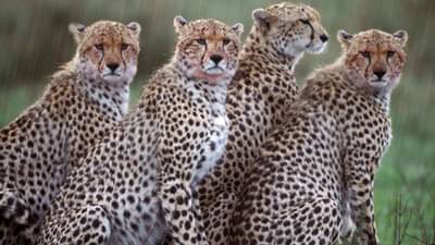 ચિત્તાને અલગ અલગ ભાષાઓમાં શું કહેવામાં આવે છે? જાણો આવા જ સવાલોના જવાબ