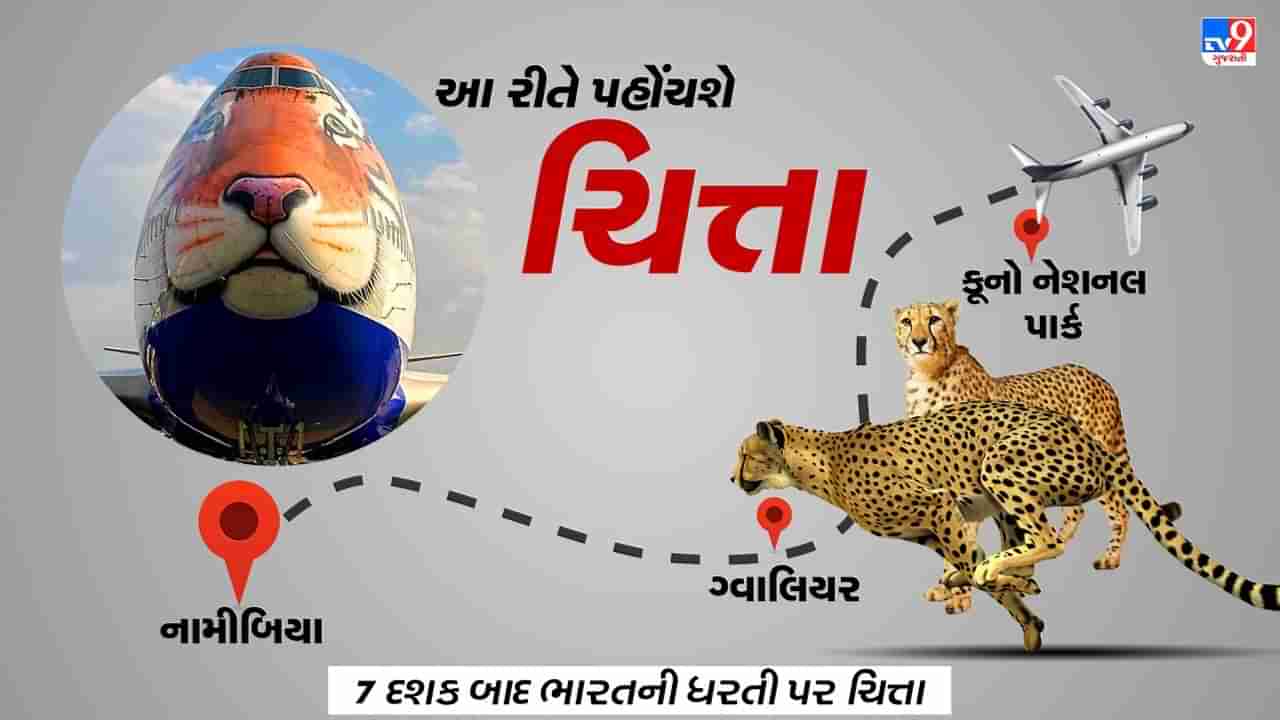 Cheetah In India : 11 કલાકની ફ્લાઇટ... હેલિકોપ્ટરની સવારી... PM MODI સાથે મુલાકાત અને  પછી ક્વોરેન્ટાઇન: જુઓ ચિત્તાનો રૂટ મેપ