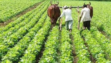 दलहन और तिलहन का उत्पादन बढ़ाने के लिए केंद्र सरकार की पहल, किसानों के बीच बांटे जाएंगे बीज मिनीकिट