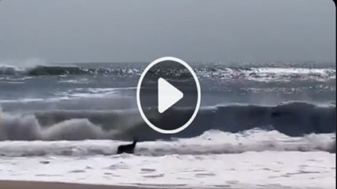 Animal Cute Video: સમુદ્રના મોજા પર કૂદકા મારતા જોવા મળ્યો હરણ, લહેરો પર ઉછળી-ઉછળીને મજા માણી