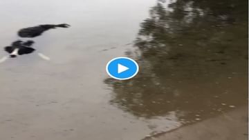 Animal Viral Video : કૂતરાએ મગરની શૈલીમાં પાણીમાં સુતેલો જોવા મળ્યો, બીજા ડોગી પર આ રીતે કર્યો હુમલો