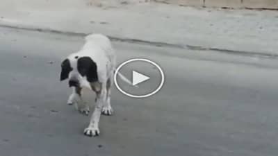 Dog Viral Video: આ ડોગીના નખરા તો જૂઓ! ખાવા માટે એવું દિમાગ લગાવ્યું કે તમે પણ હસવા લાગશો