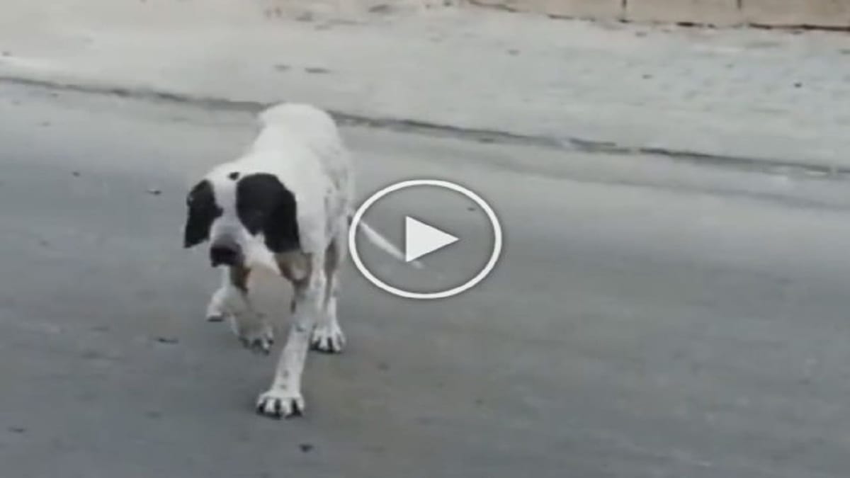 Dog Viral Video: આ ડોગીના નખરા તો જૂઓ! ખાવા માટે એવું દિમાગ લગાવ્યું કે તમે પણ હસવા લાગશો