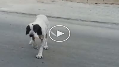 Dog Viral Video: આ ડોગીના નખરા તો જૂઓ! ખાવા માટે એવું દિમાગ લગાવ્યું કે તમે પણ હસવા લાગશો