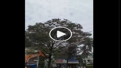 'માનવ સ્વાર્થે' સેંકડો પક્ષીઓને મોતને ઘાટ ઉતાર્યા, દર્દનાક વીડિયો જોઈને તમારું હ્રદય રડી ઉઠશે