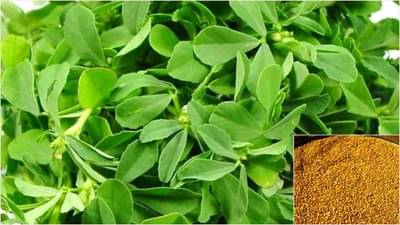 Fenugreek Farming: મેથીની ખેતીથી ખેડૂતો મેળવી શકે છે સારો નફો, જાણો સંપૂર્ણ વિગત
