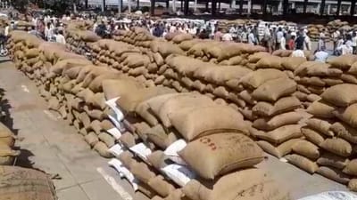 Bhavnagar: મગફળીનું મબલખ ઉત્પાદન થતા સારી દિવાળીની આશાએ માર્કેટિંગ યાર્ડમાં હરાજી માટે ખેડૂતોનો ધસારો