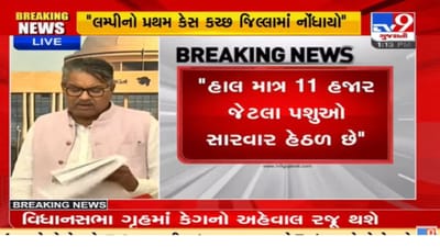 ગુજરાતમાં લમ્પી વાયરસના વળતાં પાણી, રાજ્યમાં માત્ર 11,000 કેસ ગુજરાતમાં લમ્પી વાયરસના વળતાં પાણી, રાજ્યમાં માત્ર 11,000 કેસ