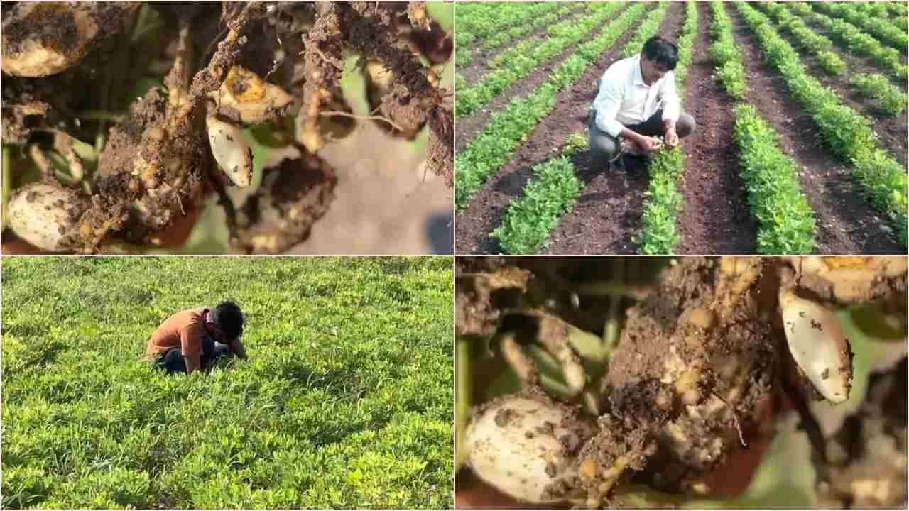 જામનગરઃ મગફળીમાં રોગ આવતા ખેડુતો ચિંતિત, મુંડાના કારણે પાક ઉત્પાદન પર અસર થવાની ભીતી