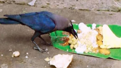 જો જો કાગ કે શ્વાનને ભૂલથી પણ ન કરતાં નિરાશ, નહીં તો પિતૃઓ થઈ જશે નારાજ !