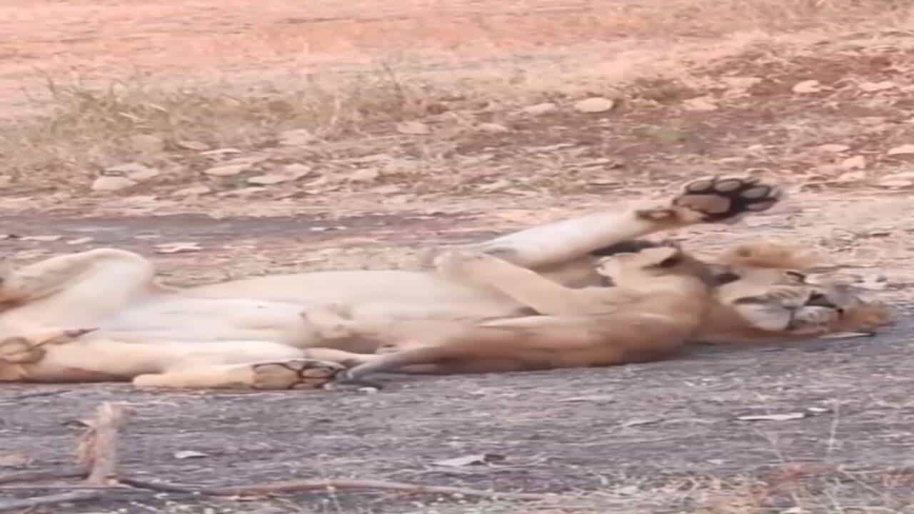 Junagadh: સિંહબાળ છે રમતમાં ગુલતાન, Cute સિંહબાળનો જુઓ વાયરલ વીડિયો