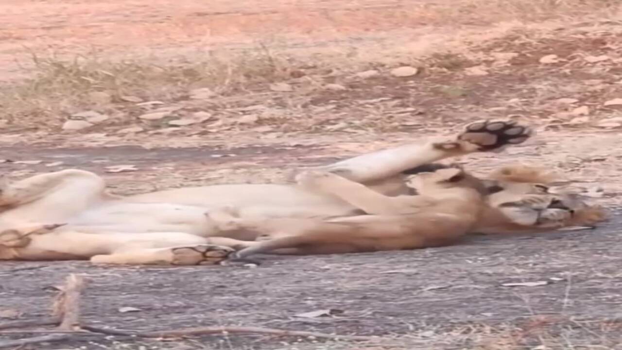 Junagadh: સિંહબાળ છે રમતમાં ગુલતાન, Cute સિંહબાળનો જુઓ વાયરલ વીડિયો