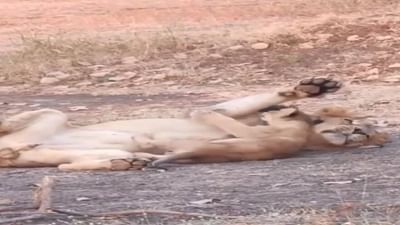 Junagadh: સિંહબાળ છે રમતમાં ગુલતાન, Cute સિંહબાળનો જુઓ વાયરલ વીડિયો