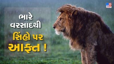વરસાદી માહોલમાં સિંહો પર આફત ! જંગલમાં આવેલા પૂરમાં તણાઇ જતા સિંહણનું મોત, ગીર ગઢડાના ગામમાં એક સિંહ કુવામાં ખાબક્યો