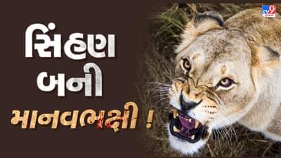 Amreli : કિશોરને ફાડી ખાનાર સિંહણને પાંજરે પૂરવા વન વિભાગની કવાયત