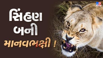 Amreli : કિશોરને ફાડી ખાનાર સિંહણને પાંજરે પૂરવા વન વિભાગની કવાયત