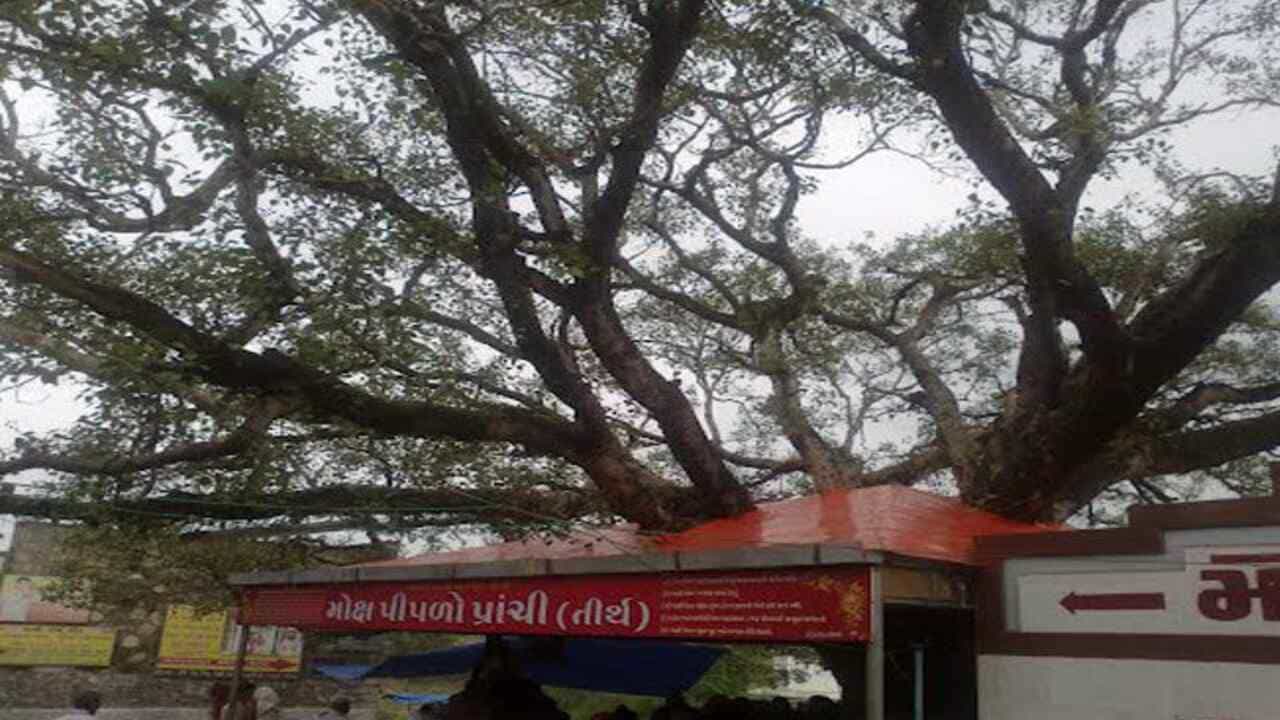Shradh Paksh: સો વાર કાશી, એક વાર પ્રાચી ! જાણો પ્રાચીના મોક્ષ પીપળાનો શ્રીકૃષ્ણ સાથે શું છે નાતો ?