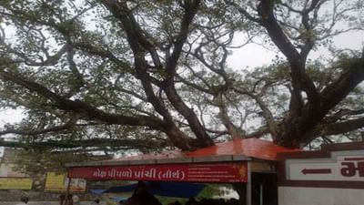 Shradh Paksh: સો વાર કાશી, એક વાર પ્રાચી ! જાણો પ્રાચીના મોક્ષ પીપળાનો શ્રીકૃષ્ણ સાથે શું છે નાતો ?