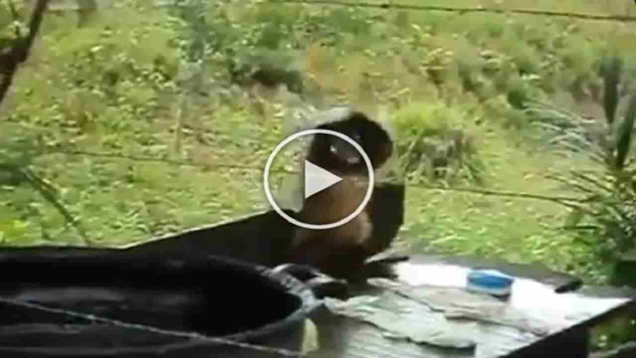 Animal Viral video : ધોબી સ્ટાઈલમાં કપડાં ધોતા જોવા મળ્યો વાંદરો, Funny Video થયો Viral