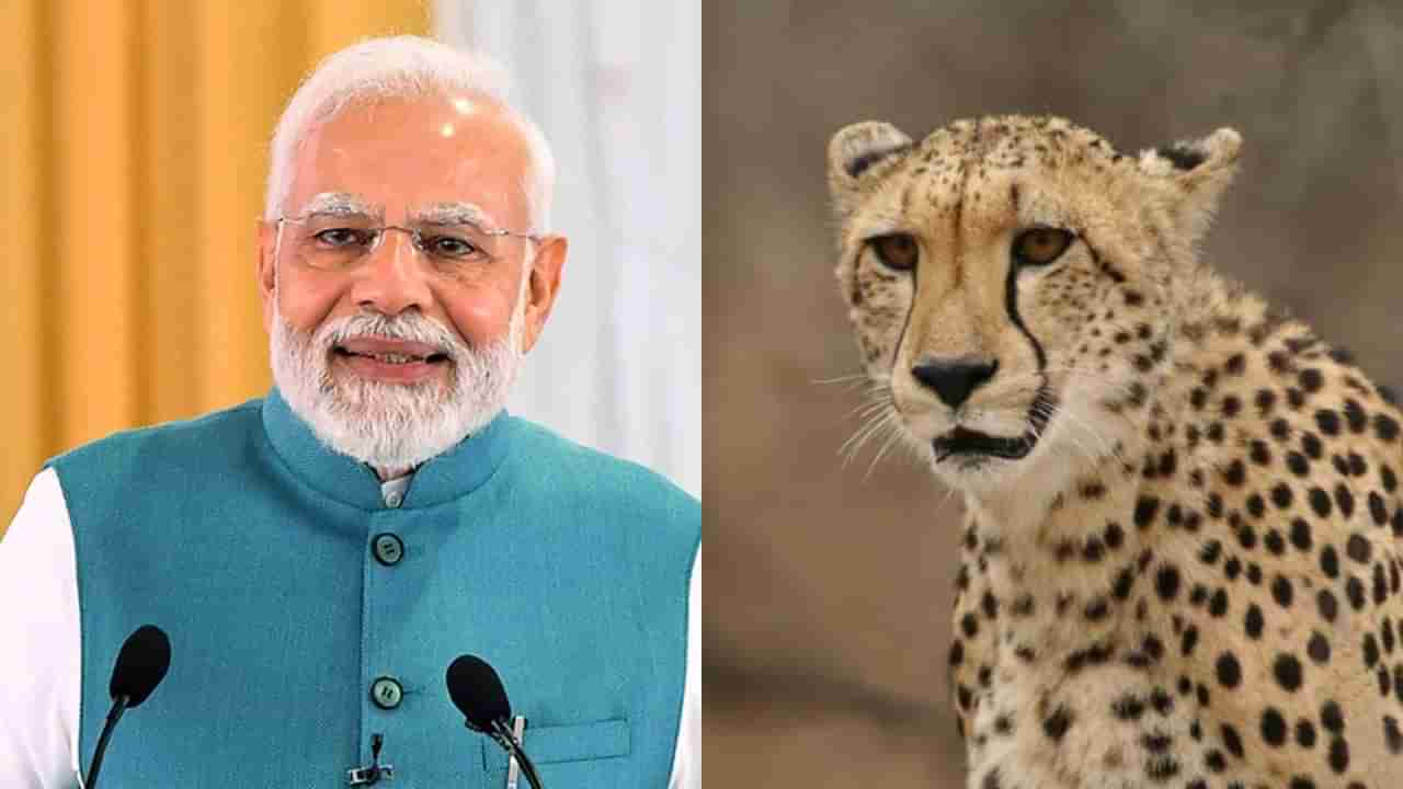 Cheetah Project: આંખો પર પટ્ટી અને બેભાન કરીને ભારત લાવવા માટે ચિત્તાઓનો કરવામાં આવ્યો હાઈલેવલ ટેસ્ટ, PM મોદી આજે કુનો અભયારણ્યમાં કરશે સ્વાગત