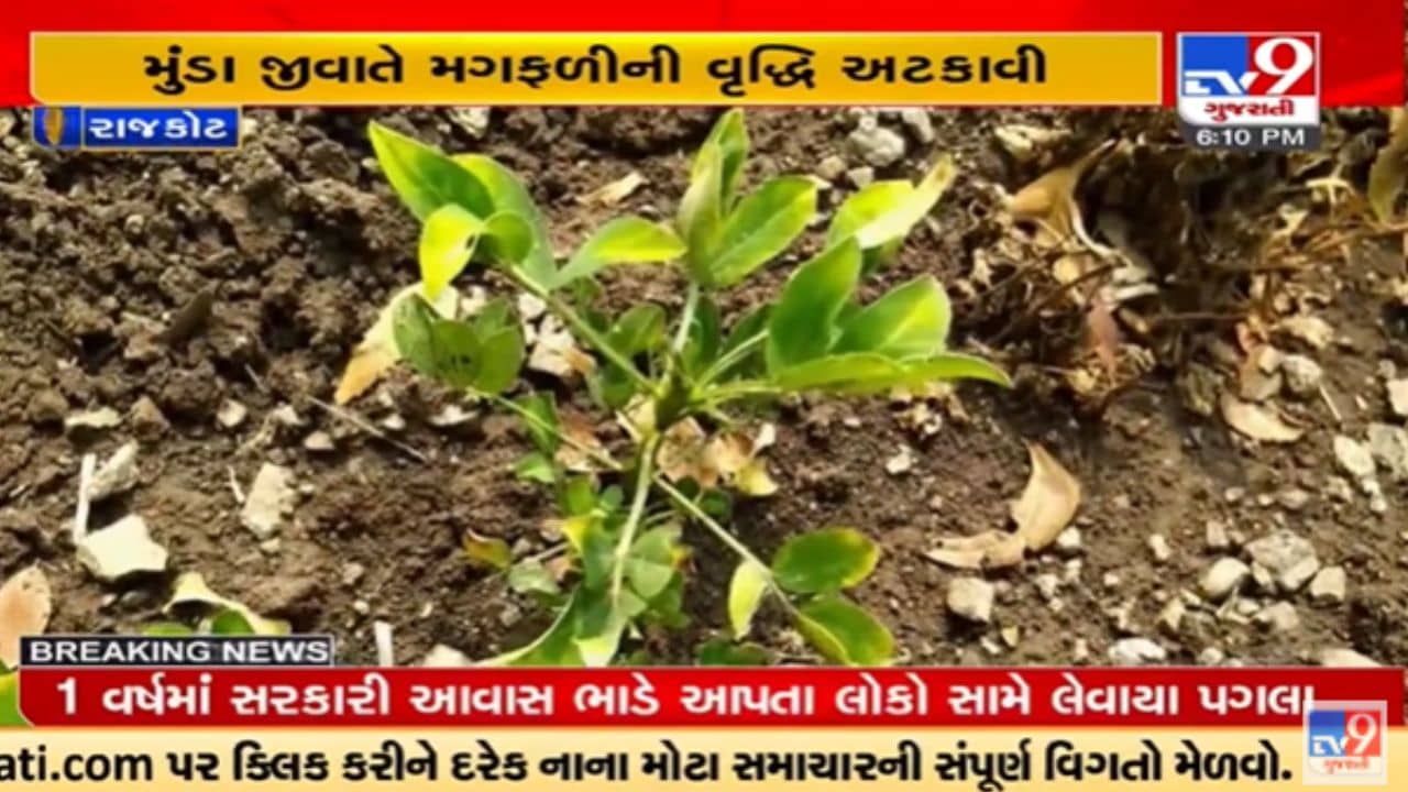 Rajkot: મગફળીના પાક પર મુંડા જીવાતનો એટેક, મગફળીનો પાક બચાવવો મુશ્કેલ