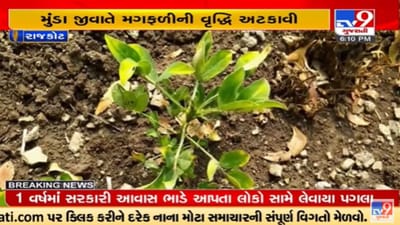 Rajkot: મગફળીના પાક પર મુંડા જીવાતનો એટેક, મગફળીનો પાક બચાવવો મુશ્કેલ Rajkot: મગફળીના પાક પર મુંડા જીવાતનો એટેક, મગફળીનો પાક બચાવવો મુશ્કેલ