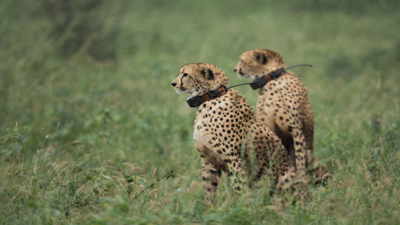 WelCome Cheetah: 70 વર્ષ પછી ભારતમાં ચિત્તાનું આગમન, ભવિષ્યમાં ચિત્તાને ઓળખી શકાય તે માટે ગળામાં સેટેલાઈટ GPS-VHF રેડિયો કોલર ફીટ કરવામાં આવ્યા