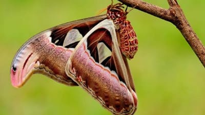 બિહારના પશ્ચિમ ચંપારણમાં વાલ્મીકિ ટાઈગર રિઝર્વ થી બૈરિયા કાલા ગામમાં પતંગિયાની અનોખી પ્રજાતિ મળી છે. તેને એટલસ મોથ કહેવામાં આવે છે. તેના પાંખો પર સાપ જેવી આકૃતિ જોવા મળે છે. આ ગામના એક ઘરમાં ચાલી રહેલા બલ્બ પાસે મળી છે. તે ખાસ પતંગિયું છે. તેના પાંખો પર સાપ જેવી આકૃતિ જોવા મળે છે.