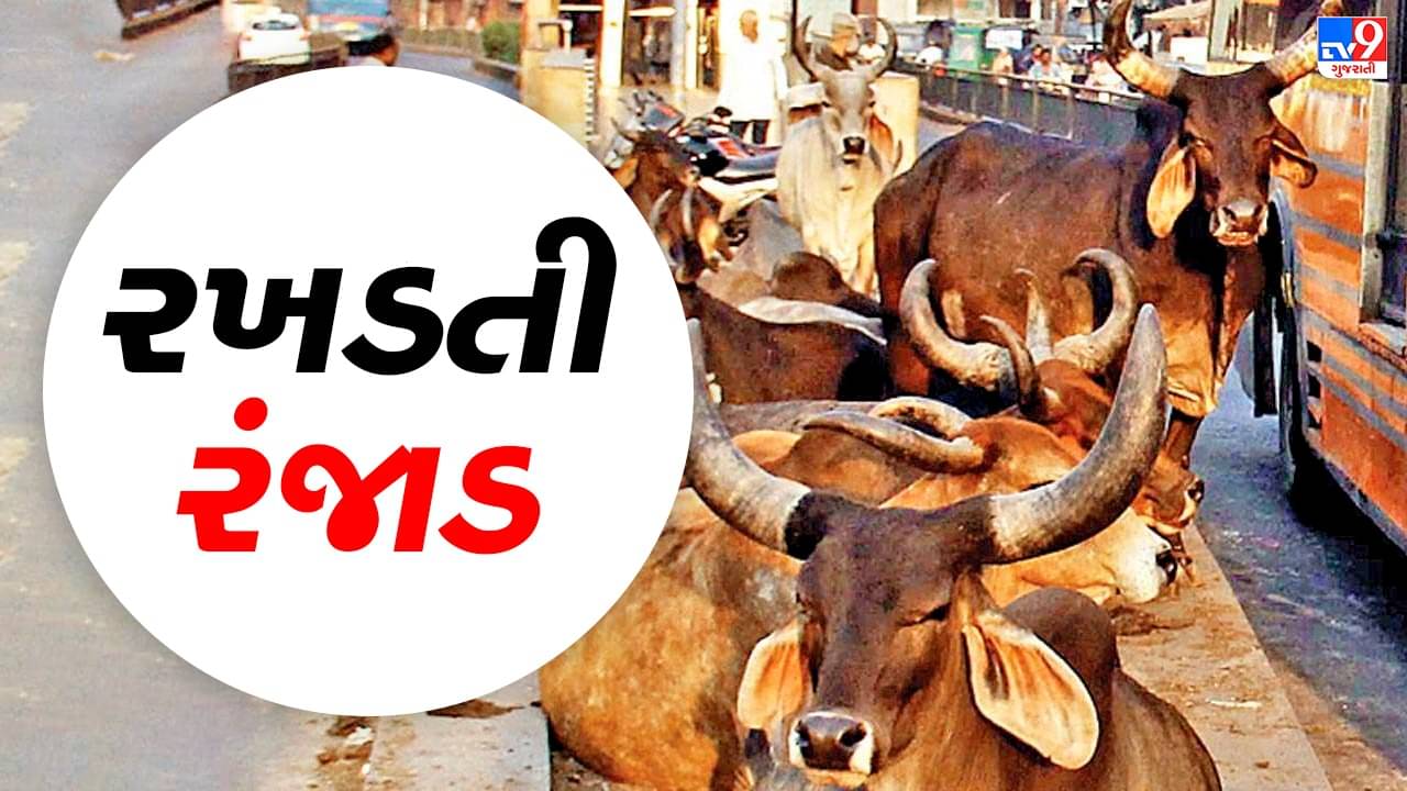 Vadodara: રખડતા ઢોરે બાઇક સવાર પરિવાર પર કર્યો હુમલો, પતિ અને પત્ની ઇજાગ્રસ્ત, 7 વર્ષના પુત્રનો બચાવ