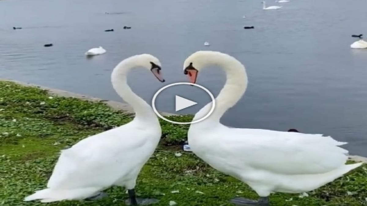 Cute Viral Video : હંસની જોડીનો મનમોહક ડાન્સ થયો વાયરલ, લોકોએ કહ્યું-આની પાસેથી શીખો પ્રેમની ભાષા