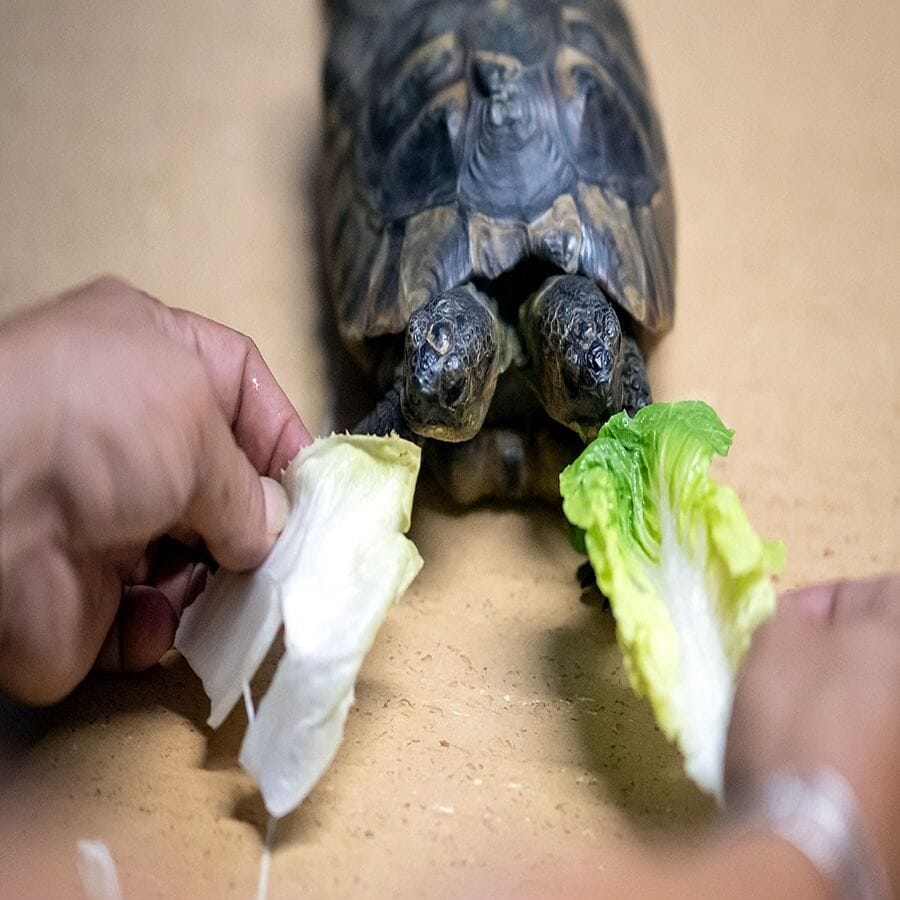 આ કાચબો 1997માં જન્મ્યો હતો. તેનું નામ રોમન દેવતા જૈનમના નામ પરથી રાખવામાં આવ્યુ છે, જેના બે ચહેરા હતા. તેમાંથી એક કાચબો શાંત છે તેને ભોજન કરવું પસંદ છે. જ્યારે બીજો કાચબો વધારે સક્રિય છે. 10,000 માંથી 1 કાચબો આવો જન્મે છે. સામાન્ય રીતે આવા કાચબા લાંબુ નથી જીવતા. પણ આ કાચબો 25 વર્ષ જીવ્યો જે ખૂબ મોટી વાત છે.