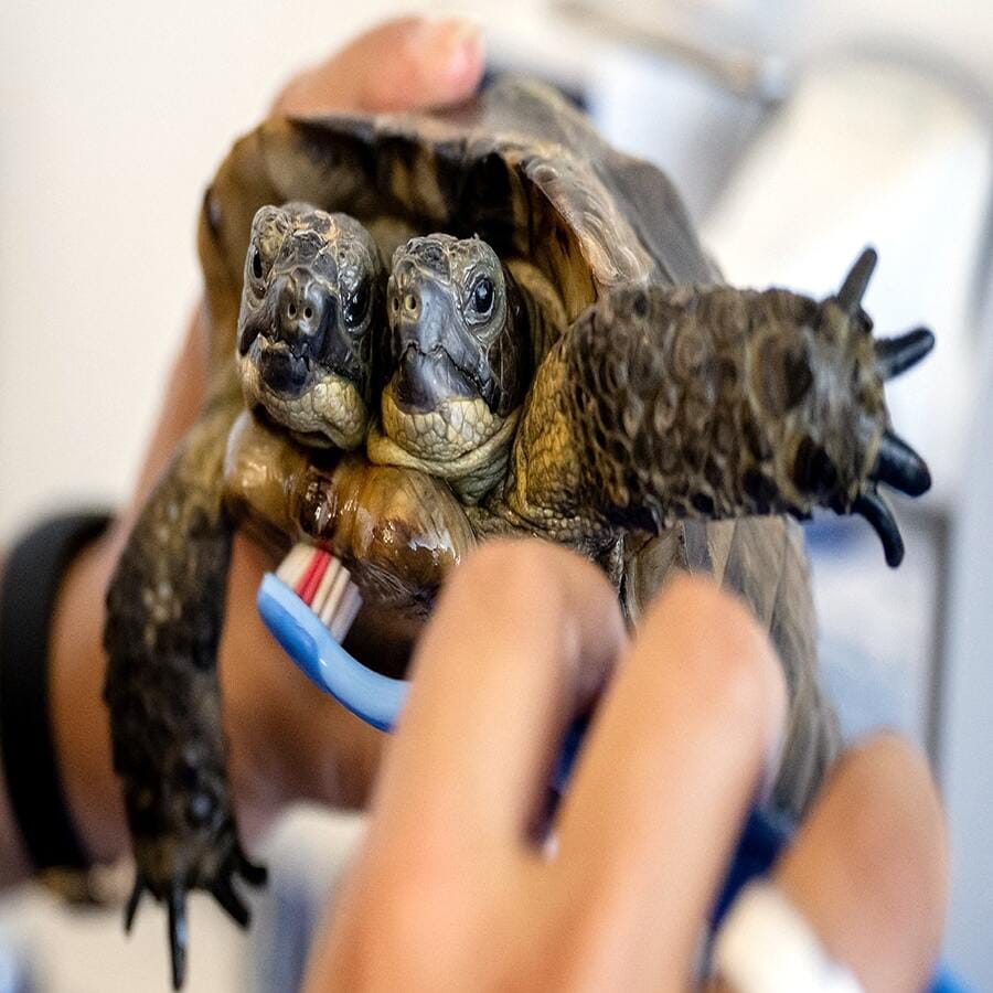 આ કાચબાના એક શરીરમાં 2 દિલ અને ફેફસા છે. આ કાચબાનું નામ જૈનસ છે. આ મ્યૂઝિયમમાં તેને તમામ સુવિધા આપવામાં આવે છે. તેના ખાવા-પીવાથી લઈને સ્વાસ્થ્યની તમામ વાતોનું ધ્યાન રાખવામાં આવે છે.