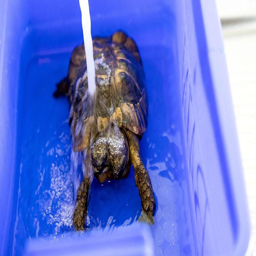 ગ્રીન ટી અને કેમોમાઈલથી તેને સ્નાન કરાવવામાં આવે છે. તેને રોજ ઓર્ગેનિક ફળ અને શાકભાજી ખાવા માટે આપવામાં આવે છે. મ્યૂઝિયમના કર્મચારીઓ તેનું ખાસ ધ્યાન રાખે છે. તેને જન્મદિવસની શુભકામનાઓ પણ આપી. તેના 2 મોઢા અંગે સાઈન્ટિફિક લેક્ચરનું પણ આયોજન કરવામાં આવે છે.