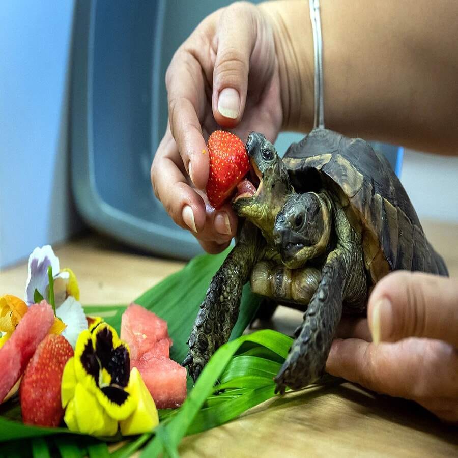 કાચબાના જન્મદિવસે તેને બ્રશથી સ્નાન કરાવવામાં આવ્યુ અને તેની સાફ-સફાઈ કરવામાં આવી હતી. તેની પસંદનું ભોજન પણ તેને આપવામાં આવ્યુ હતુ.