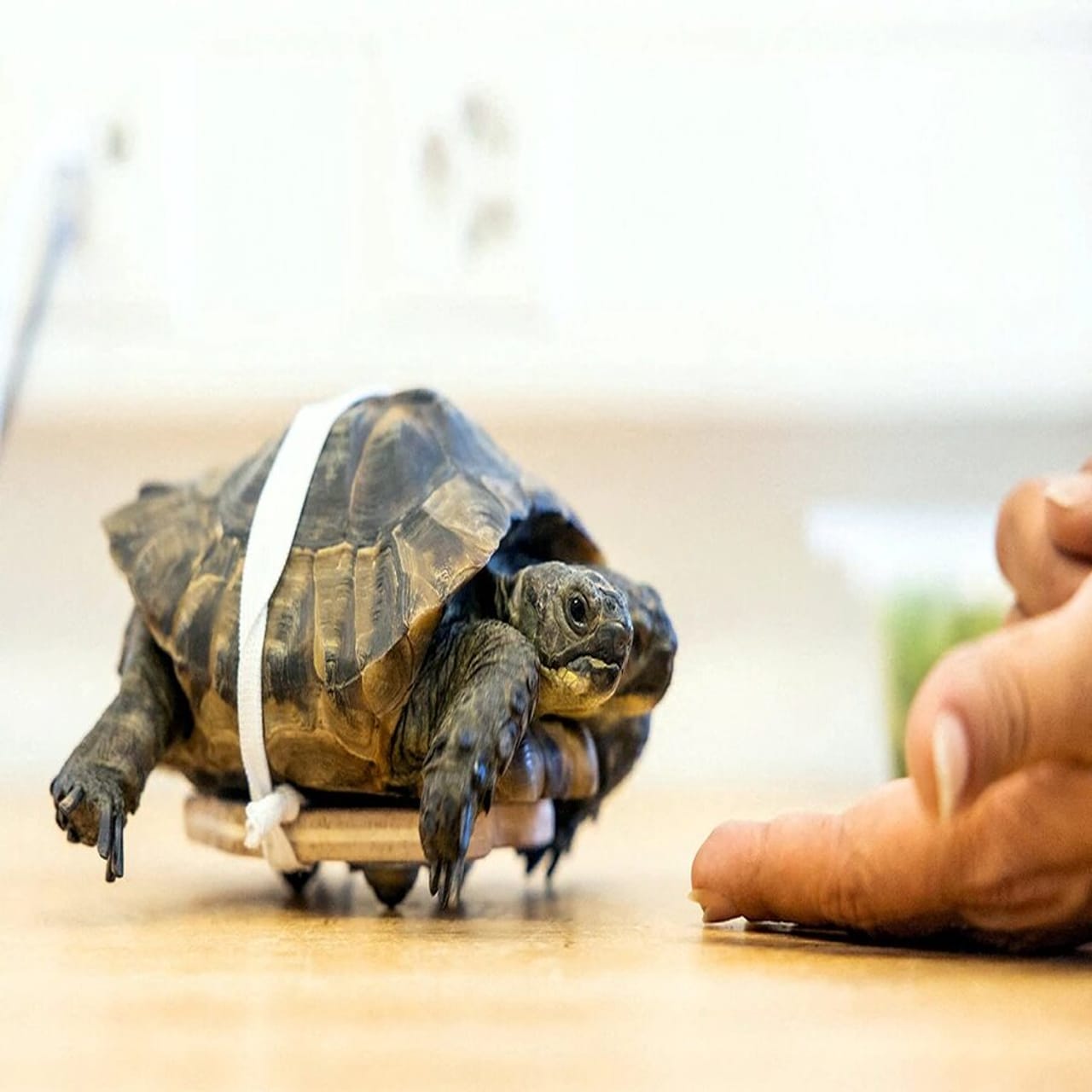 જેનેવાના નેચુરલ હિસ્ટ્રી મ્યૂઝિયમમાં એક કાચબો રહે છે. આ કાચબો 2 મોઢા ધરાવે છે. તમને જાણીને નવાઈ લાગશે કે આ કાચબાએ 3 સપ્ટેમ્બરના દિવસે પોતાનો 25મો જન્મદિવસ ઉજવ્યો હતો. આ કાચબાના બન્ને મોઢા અલગ- અલગ વ્યવહાર કરે છે. તે બે અલગ-અલગ વ્યક્તિત્વ ધરાવે છે.