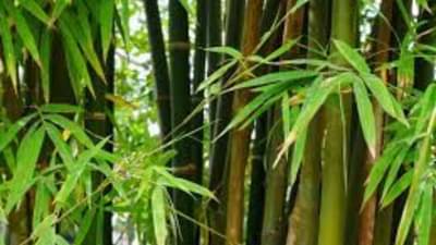 શાસ્ત્રોમાં વાંસ સળગાવવું વર્જિત છે, સ્વાસ્થ્ય માટે પણ હાનિકારક, જાણો કારણ